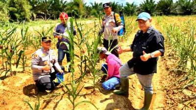 Polsek Pujud Cek Perkembangan Program Ketahanan Pangan Penanaman Jagung di PT TMP