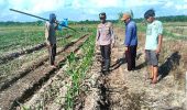 Polsek TPTM Cek Pertumbuhan Jagung Ketahanan Pangan di Tanah Putih