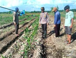 Polsek TPTM Cek Pertumbuhan Jagung Ketahanan Pangan di Tanah Putih