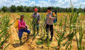 Polsek Pujud Cek Perkembangan Program Ketahanan Pangan Jagung di PT TMP Rohil