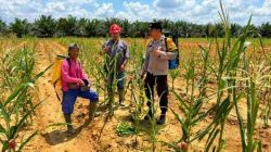 Polsek Pujud Cek Perkembangan Program Ketahanan Pangan Jagung di PT TMP Rohil