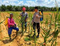 Polsek Pujud Cek Perkembangan Program Ketahanan Pangan Jagung di PT TMP Rohil