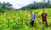 Polsek Pujud Cek Perkembangan Program Ketahanan Pangan Penanaman Jagung di Tanjung Medan
