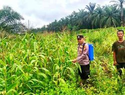 Polsek Pujud Cek Perkembangan Program Ketahanan Pangan Penanaman Jagung di Tanjung Medan