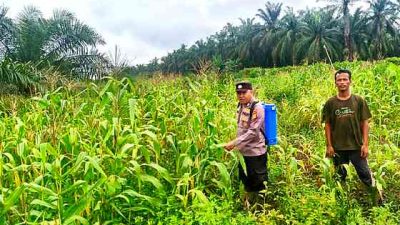 Polsek Pujud Cek Perkembangan Program Ketahanan Pangan Penanaman Jagung di Tanjung Medan