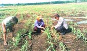 Polsek TPTM Cek Pertumbuhan Pohon Jagung Pipil di Kepenghuluan Mesah