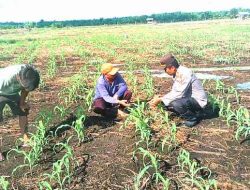Polsek TPTM Cek Pertumbuhan Pohon Jagung Pipil di Kepenghuluan Mesah