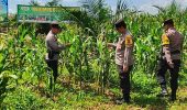 Polsek Bagan Sinembah Pantau Perkembangan Jagung Kelompok Tani Surya Barak 15