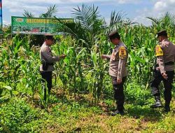 Polsek Bagan Sinembah Pantau Perkembangan Jagung Kelompok Tani Surya Barak 15