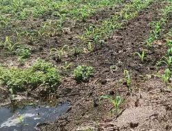 Polsek TPTM Cek Pertumbuhan Jagung di Kepenghuluan Mesah, Sejumlah Lahan Terdampak Banjir