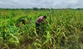 Polsek Pujud Cek Perkembangan Program Ketahanan Pangan Penanaman Jagung di Tanjung Medan