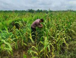Polsek Pujud Cek Perkembangan Program Ketahanan Pangan Penanaman Jagung di Tanjung Medan