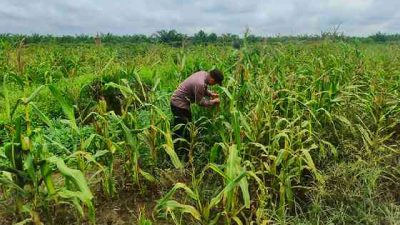 Polsek Pujud Cek Perkembangan Program Ketahanan Pangan Penanaman Jagung di Tanjung Medan