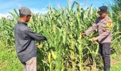 Polsek Bagan Sinembah Dampingi Petani Jagung di Rokan Hilir, Wujud Dukungan Program Asta Cita