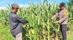 Polsek Bagan Sinembah Dampingi Petani Jagung di Rokan Hilir, Wujud Dukungan Program Asta Cita