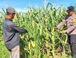Polsek Bagan Sinembah Dampingi Petani Jagung di Rokan Hilir, Wujud Dukungan Program Asta Cita