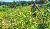 Polsek Pujud Cek Pertumbuhan Pohon Jagung Ketahanan Pangan