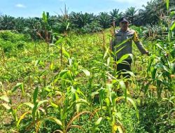 Polsek Pujud Cek Pertumbuhan Pohon Jagung Ketahanan Pangan