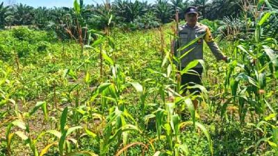 Polsek Pujud Cek Pertumbuhan Pohon Jagung Ketahanan Pangan