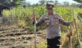 Kapolsek TPTM Pimpin Langsung Pengecekan Lahan Jagung Ketahanan Pangan di Rohil