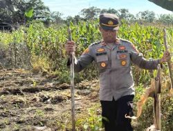 Kapolsek TPTM Pimpin Langsung Pengecekan Lahan Jagung Ketahanan Pangan di Rohil