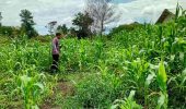 Polsek Tanah Putih Tanjung Melawan Kawal Ketahanan Pangan Lewat Monitoring Tanaman Jagung