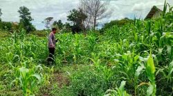 Polsek Tanah Putih Tanjung Melawan Kawal Ketahanan Pangan Lewat Monitoring Tanaman Jagung