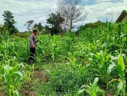 Polsek Tanah Putih Tanjung Melawan Kawal Ketahanan Pangan Lewat Monitoring Tanaman Jagung