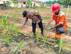 Polsek Pujud Intensifkan Perawatan Jagung Ketahanan Pangan di Rohil