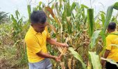Polsek Tanah Putih Tanjung Melawan Cek Perkembangan Jagung Program Ketahanan Pangan