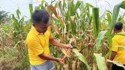 Polsek Tanah Putih Tanjung Melawan Cek Perkembangan Jagung Program Ketahanan Pangan