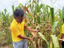 Polsek Tanah Putih Tanjung Melawan Cek Perkembangan Jagung Program Ketahanan Pangan
