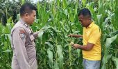 Kapolsek TPTM Cek Perkembangan Jagung Program Ketahanan Pangan di TPTM, Tanaman Mulai Berbuah