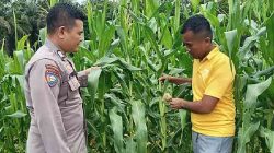 Kapolsek TPTM Cek Perkembangan Jagung Program Ketahanan Pangan di TPTM, Tanaman Mulai Berbuah