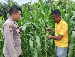 Kapolsek TPTM Cek Perkembangan Jagung Program Ketahanan Pangan di TPTM, Tanaman Mulai Berbuah