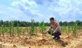 Polsek Pujud Cek Perkembangan Program Ketahanan Pangan Jagung di Rohil