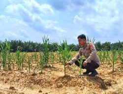 Polsek Pujud Cek Perkembangan Program Ketahanan Pangan Jagung di Rohil