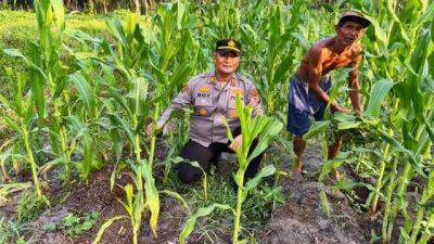 Polsek Pujud Cek Perkembangan Program Ketahanan Pangan Penanaman Jagung di Tanjung Medan