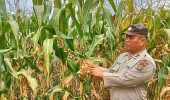 Personel Polsek Tanah Putih Tanjung Melawan Pastikan Tanaman Jagung Tumbuh Optimal