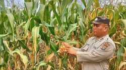 Personel Polsek Tanah Putih Tanjung Melawan Pastikan Tanaman Jagung Tumbuh Optimal
