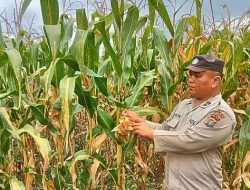 Personel Polsek Tanah Putih Tanjung Melawan Pastikan Tanaman Jagung Tumbuh Optimal