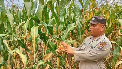 Personel Polsek Tanah Putih Tanjung Melawan Pastikan Tanaman Jagung Tumbuh Optimal