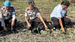 Polsek TPTM Cek Perkembangan Jagung Ketahanan Pangan, Panen Diproyeksi Awal Juni