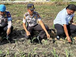 Polsek TPTM Cek Perkembangan Jagung Ketahanan Pangan, Panen Diproyeksi Awal Juni