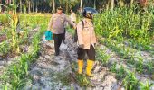 Dukung Asta Cita Presiden, Polsek Pujud Intensif Rawat Lahan Jagung Ketahanan Pangan