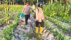 Dukung Asta Cita Presiden, Polsek Pujud Intensif Rawat Lahan Jagung Ketahanan Pangan