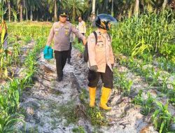 Dukung Asta Cita Presiden, Polsek Pujud Intensif Rawat Lahan Jagung Ketahanan Pangan