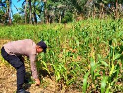 Polsek Bagan Sinembah Pantau Pertumbuhan Jagung untuk Dukung Ketahanan Pangan Nasional