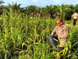 Polsek Pujud Rawat dan Pupuk Lahan Jagung Ketahanan Pangan di Tanjung Medan