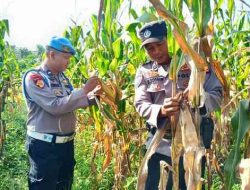 Polsek Tanah Putih Tanjung Melawan Perkirakan Hasil Panen Capai 500 Kilogram